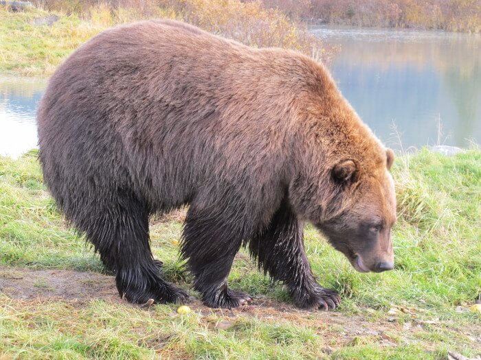 Wat te doen met bezwaren of beren op de weg?